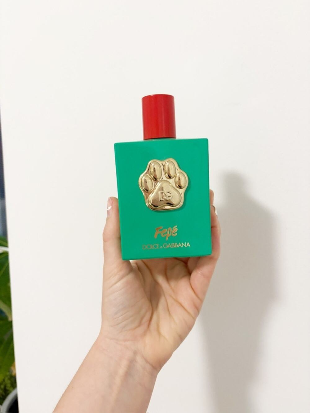 NEW Dolce & Gabbana Fefé x The Mark for Dogs